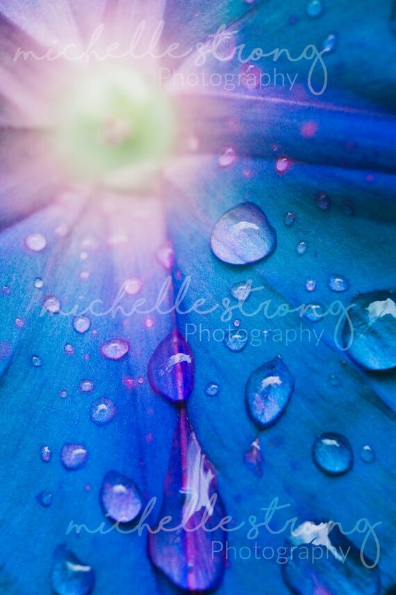 Botanical Photography Water Drop Photo Purple Flower Blue Etsy Botanical Photography Water Drop Photo Purple Flower Blue Etsy