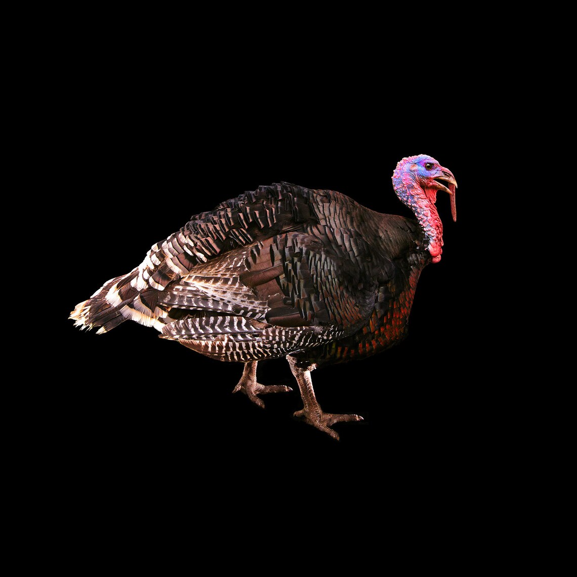 Golden Breasted Turkey Holistically Raised Etsy