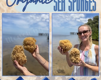 Florida Natürlicher Meeresschwamm Luffa, Bio-Badeschwamm & Gesichtsschwamm, Luxus-Spa-Geschenk, Plastikfreies Leben, Reinigungsschwamm, nautisches Dekor