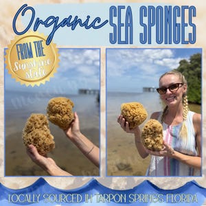 Könnte beinhalten: Zwei natürliche, hellbraune organische Meeresschwämme mit poröser Textur. Das Bild enthält den Text Organic SEA SPONGES, FROM THE Sunshine state und LOCALLY SOURCED IN TARPON SPRINGS FLORIDA sowie ein goldenes Siegel.
