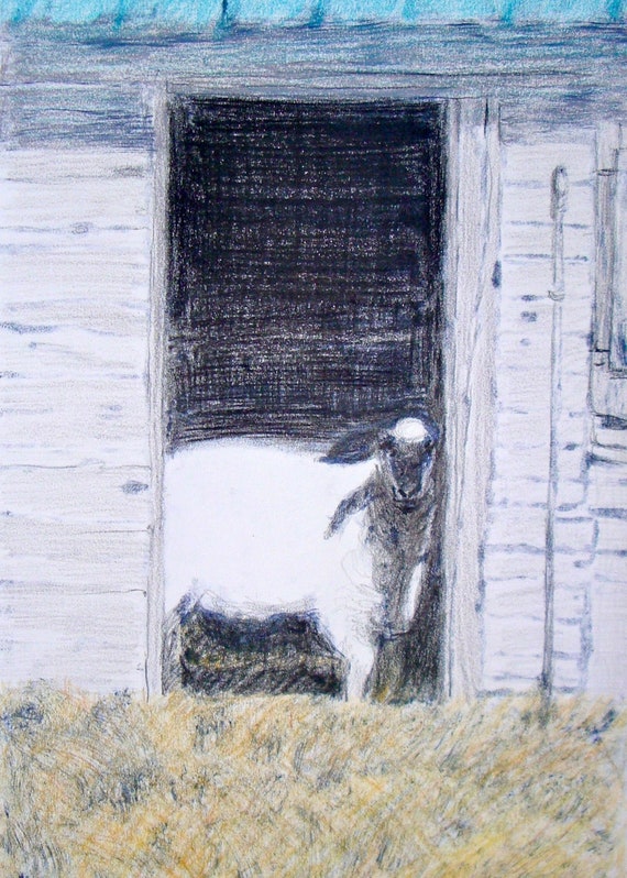 Sheep in Doorway, notecards