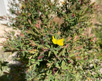 St. Andrew's Cross (Hypericum hypericoides) 25+ Seeds Florida Native Shrub Local Eco Type