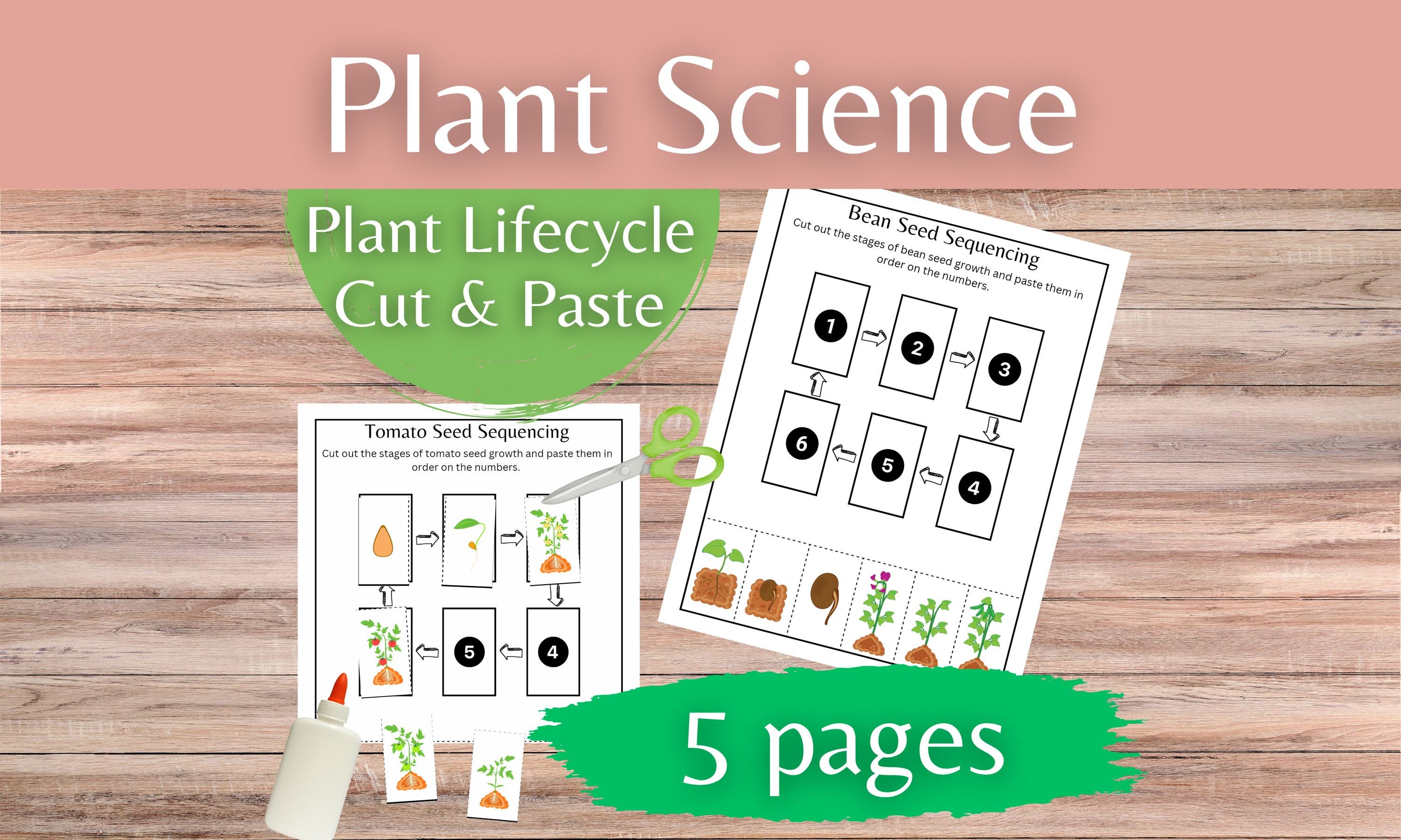 Plant Life Cycle Sequencing Cut and Paste Worksheets — Spring & Fall ...