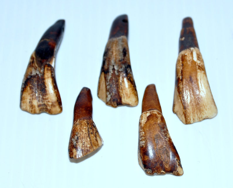 Prehistoric Buffalo Teeth Specimens Etsy