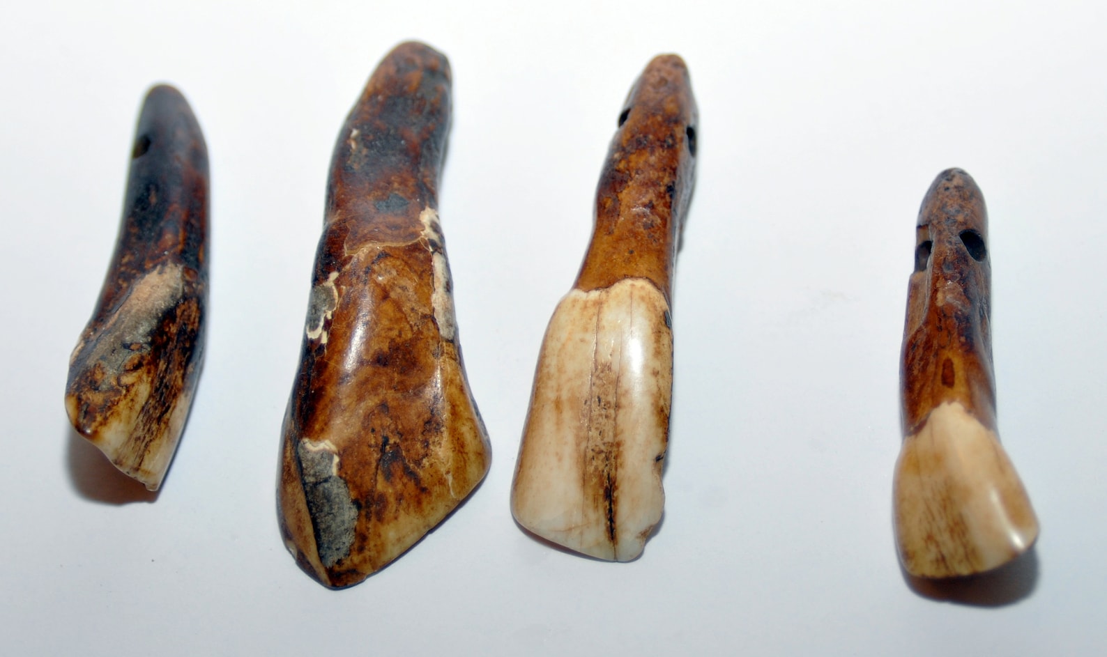 Prehistoric Mineralized Buffalo Teeth Etsy