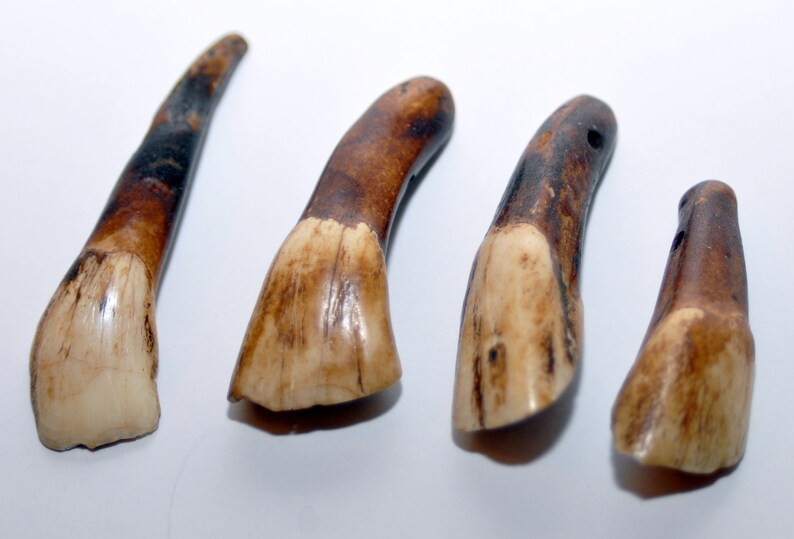 Prehistoric Mineralized Buffalo Teeth Etsy