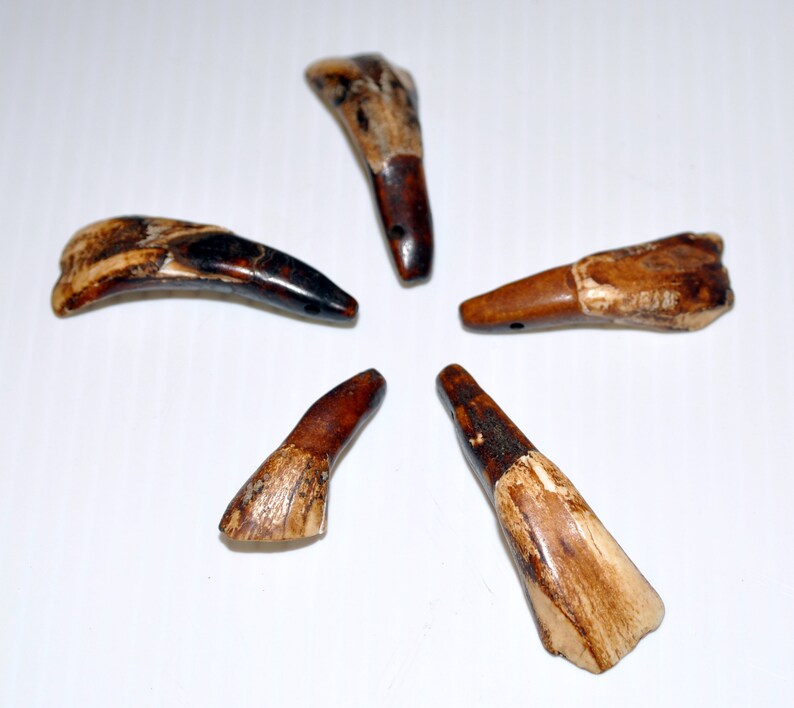 Prehistoric Buffalo Teeth Specimens Etsy