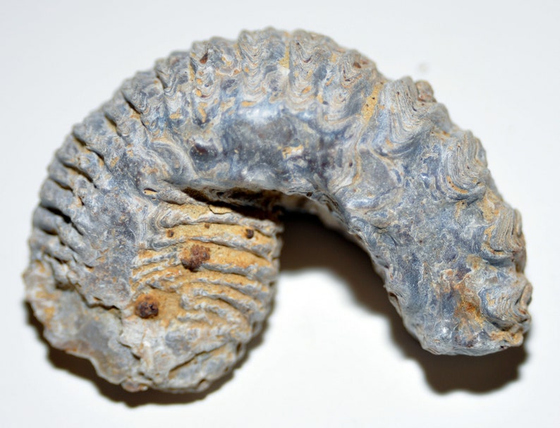 Mollusk Fossil Specimen Clam Etsy