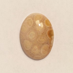 Petrified Star Coral 30X22X6.7mm oval cabochon