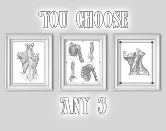 gray s anatomy heart poster powder blue red cardiology etsy