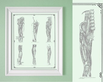 Leg Muscle Anatomy Poster Custom