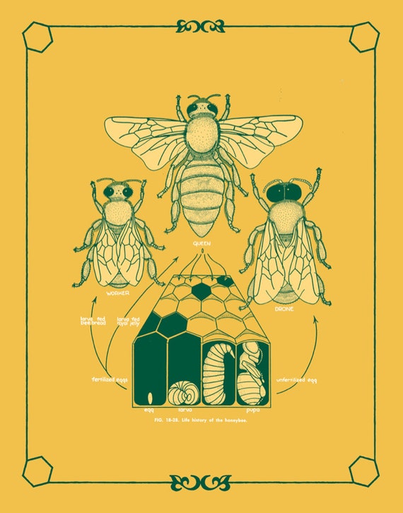 Life History Of Honey Bee