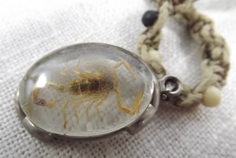 Vintage Arachnid Scorpiones of the Real Kind Scorpion Pendant Oddity Taxidermy Jewelry Bug Lover