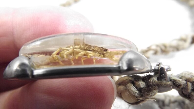Vintage Arachnid Scorpiones of the Real Kind Scorpion Pendant Oddity Taxidermy Jewelry Bug Lover