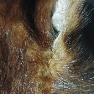 May include: Close-up of brown fur with lighter brown and white highlights. The fur has a soft, dense texture. A white, circular fabric is visible in the background, adding contrast to the fur's natural tones. The image highlights the texture and color variations.