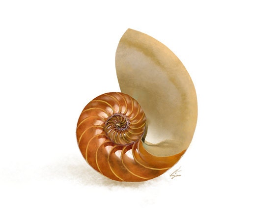 The Nautilus Nautilus Shell Nautical Art Painting Print Etsy The Nautilus Nautilus Shell Nautical Art Painting Print Etsy