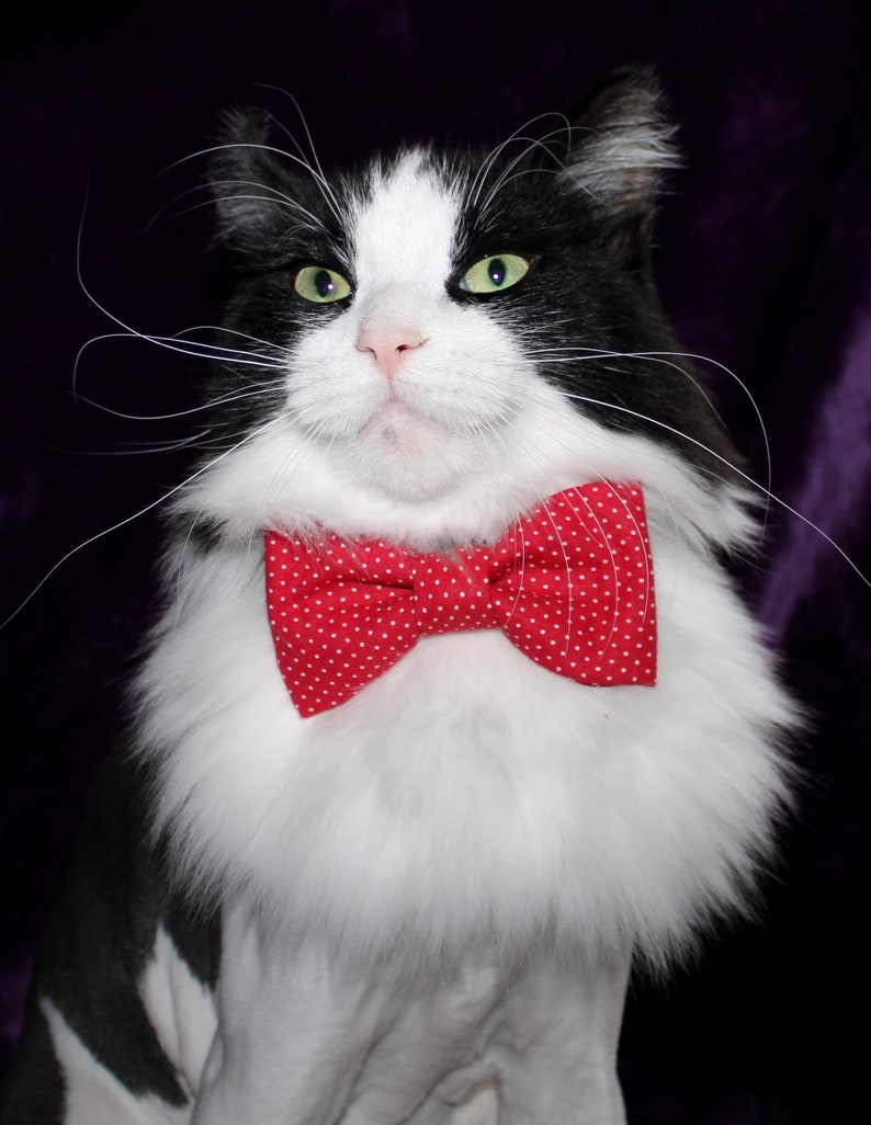 red cat bow tie