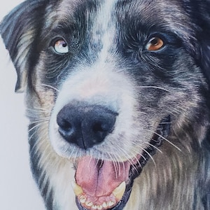 Pet portrait of your dog painted in watercolour