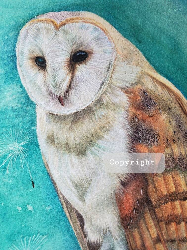 Barn owl original watercolour painting hand-painted. Framed