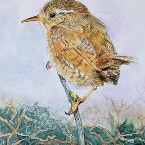 Wren bird original watercolour painting one-off work of art 100% hand painted