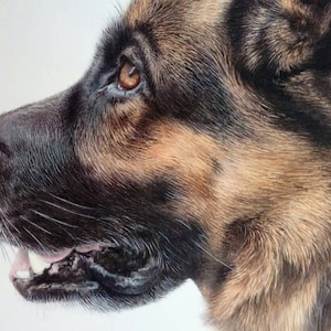 Pet portrait of your dog painted in watercolour