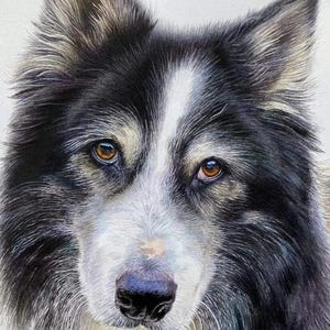 Pet portrait of your dog painted in watercolour