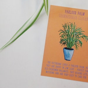 House Plant Postcard Hedgehog Aloe Cactus Terrarium Succulent Identification Care Sheet Plant Care Guide image 5