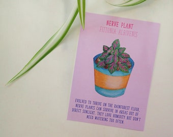 House Plant Postcard Nerve Plant Identification Care Sheet Plant Care Guide