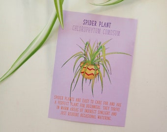 House Plant Postcard Spider Plant Identification Care Sheet Plant Care Guide