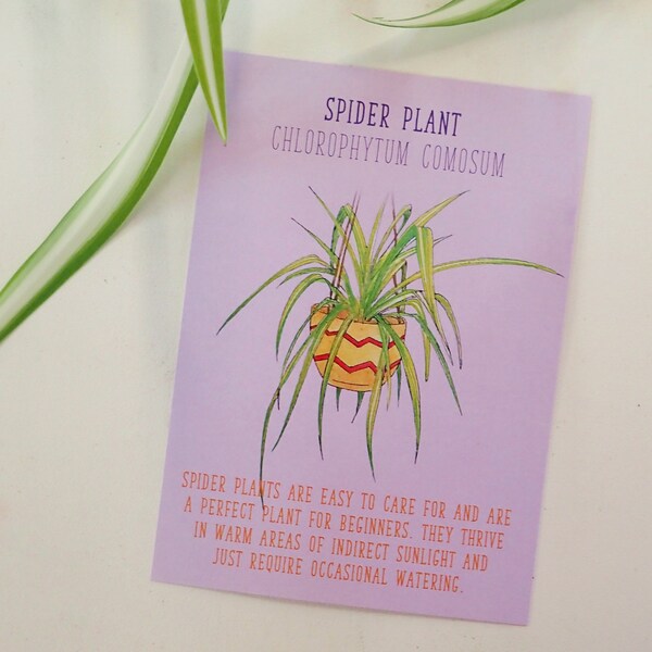 House Plant Postcard Spider Plant Identification Care Sheet Plant Care Guide