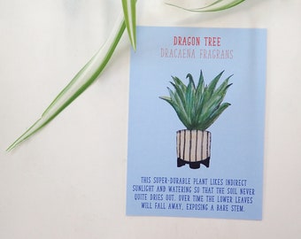 House Plant Postcard Dragon Tree Identification Care Sheet Plant Care Guide