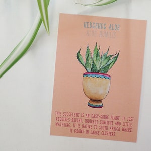 House Plant Postcard Hedgehog Aloe Cactus Terrarium Succulent Identification Care Sheet Plant Care Guide image 1