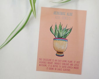 House Plant Postcard Hedgehog Aloe Cactus Terrarium Succulent Identification Care Sheet Plant Care Guide