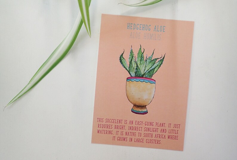 House Plant Postcard Hedgehog Aloe Cactus Terrarium Succulent Identification Care Sheet Plant Care Guide image 1