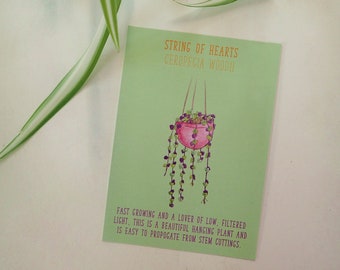 House Plant Postcard String of Hearts Identification Care Sheet Plant Care Guide