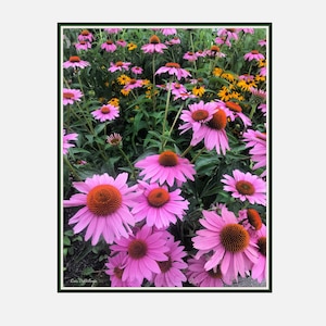 Purple Flower art Nature Photography Pink yellow Flowers photograph Garden Botanical sunflower art print Whimsical Summer Cottage Home Decor