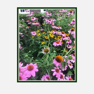 Purple Flower art Nature Photography Pink yellow Flowers photograph Garden Botanical sunflower art print Whimsical Summer Cottage Home Decor