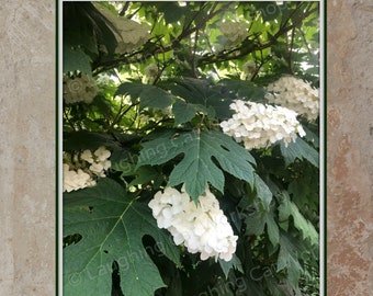 White Hydrangea photograph Nature Photography Outdoor Flower photo Garden Botanical art print Whimsical Spring Summer Cottage Home Decor