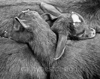 Baby Twin Goats Cuddling Black and White Nursery Fun Art PhotoBaby Twin Goats Cuddling Black and White Nursery Art Photograph