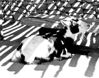 Goat in Shadows Fine Art Photograph in Black and White