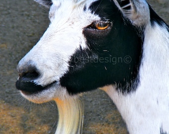 Goat with Moustache and Goatee Handsome Devil Fun Art Photograph