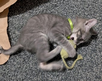 Wool Hand Knit Catnip Mouse Toy with Silver Vine