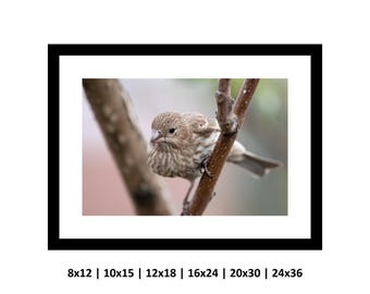 Little Bird Close Up, Bird Photography Print, Wall Art, Home Decor, Nature