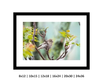 Bird with Green Background, Bird Photography Print, Nature Photo, Wall Art, Home Decor