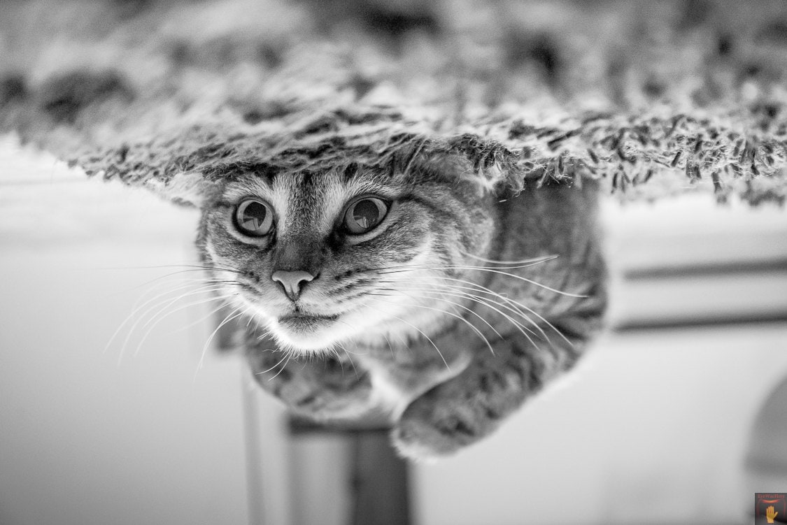 Stuck - Cat Photography Print, black & white photography, upstate ny, wall art, Eye Was Here