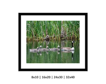 Family of Geese, Nature Photography Print, Wall Art, Landscape
