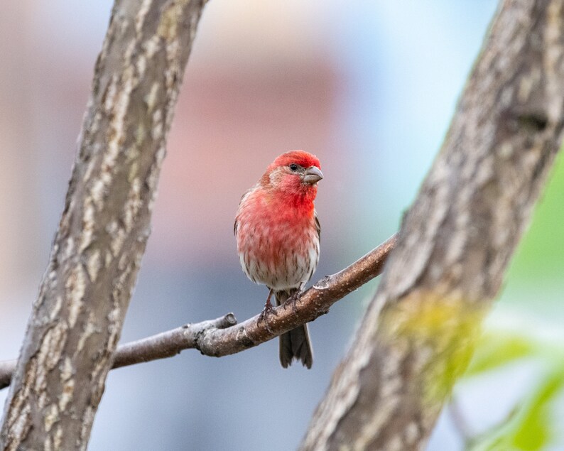 Little Red Bird, Photography Print, Wall Art, Nature, Home Decor, 8x10 ...