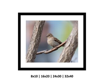 Little Bird, Photography Print, Wall Art, Nature, 8x10