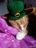 Cat St Patrick's Day Leprechaun Bowler Hat- Leprechaun Cat- St Paddy's Day Cat- Clothes for Cats- Hats for Cats 