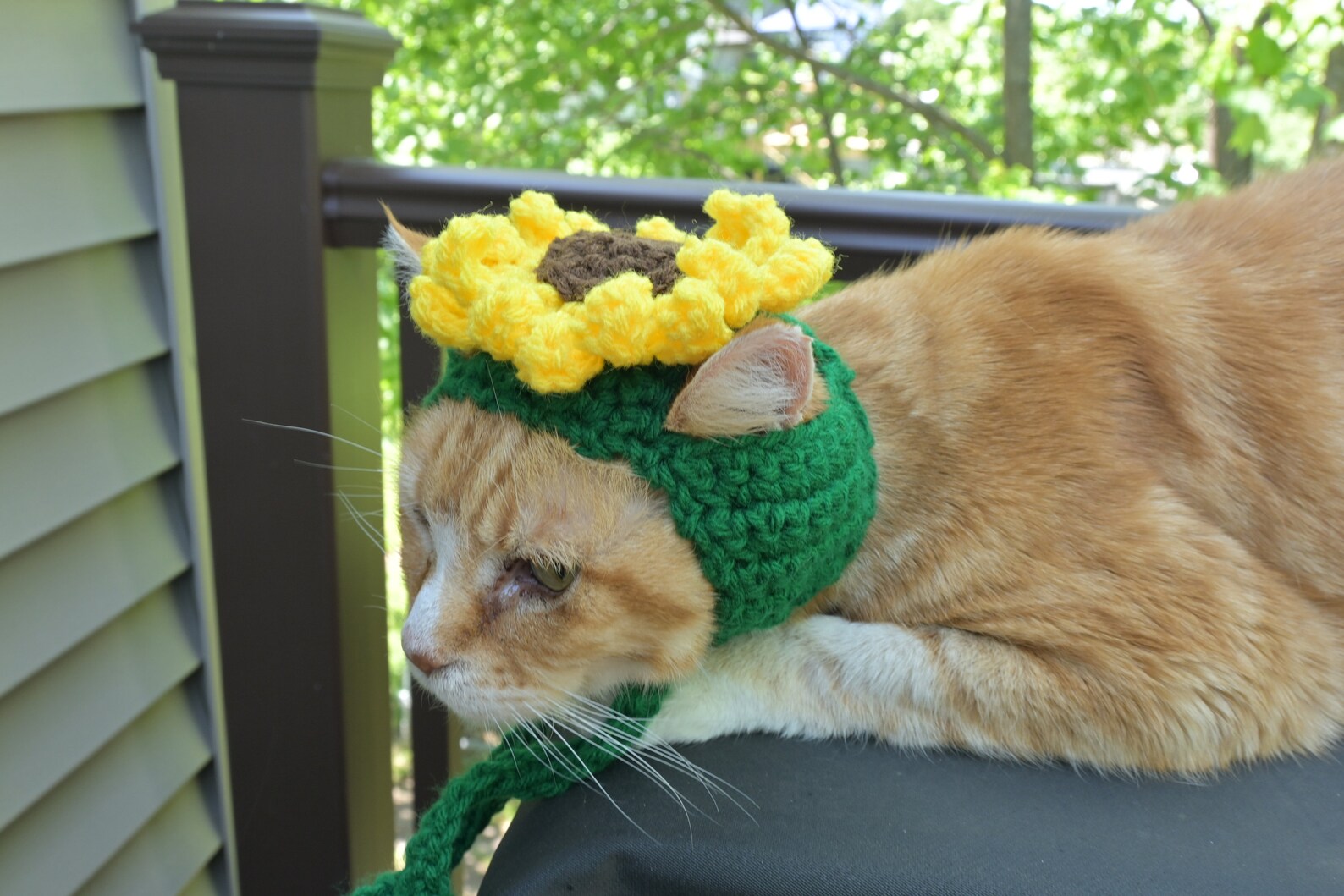 MADE TO ORDER Sunflower Cat Hat Hats for Cats Clothes for Cats Etsy